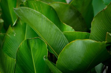 Parlak yeşil, belirgin paralel damarları olan tropikal bir yaprak ve merkezi bir göbek diğer yapraklarla çevrilidir..
