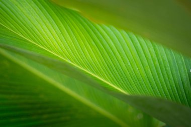 Büyük, canlı yeşil bir yaprağın ayrıntılı yakın çekimi paralel damarların çarpıcı modelini gösterir..