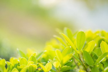 Bir çalılığın parlak sarı-yeşil yaprakları ön planda görünür. Yumuşak, güneşli, bulanık bir arka planı vardır..