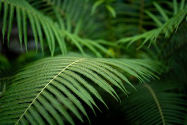 Canlı, parlak yeşil eğrelti otu yaprakları, orman yeşilliklerinin koyu, bulanık arka planına keskin bir şekilde odaklanır..