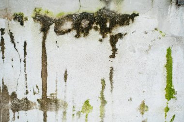 Geniş su hasarlı beyaz duvar, koyu yeşil küf, yosun ve dikey siyah ve kahverengi çizgiler..