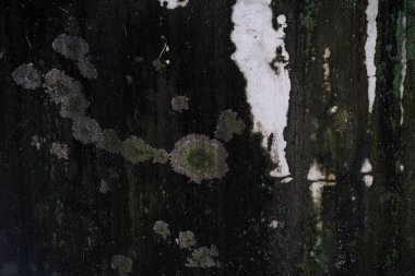 Koyu, çürüyen ve yıpranmış yüzey yeşil, dairesel küf ya da liken parçalarıyla kaplı ve beyaz boya kabuğu soyulmuş..