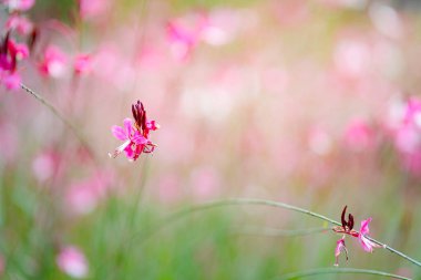 Küçük pembe çiçekler ve yeşil yapraklardan oluşan güzel, yumuşak bir odak alanı..