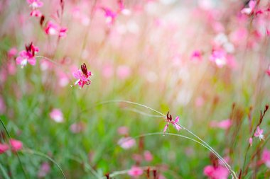 Küçük pembe çiçekler ve yeşil yapraklardan oluşan güzel, yumuşak bir odak alanı..