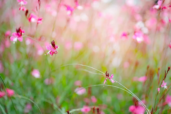 Küçük pembe çiçekler ve yeşil yapraklardan oluşan güzel, yumuşak bir odak alanı..