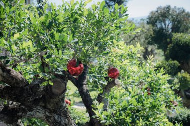 Yeşil yapraklı bir ağaç, açık hava bahçesinde dallarında iki tane parlak kırmızı Noel süsü tutar..