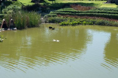Dört beyaz ve siyah ördek, verimli bahçe terasları ve parlak gün ışığında uzun kamışlarla çevrili bulanık yeşil bir gölette yüzerler..