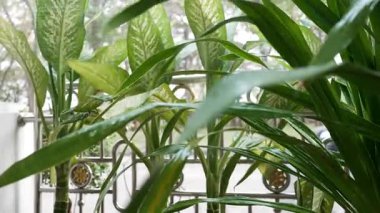 Yeşil desenli yapraklar püskürtüyor. Metal bir çitin önüne, açık bir bahçede bitki yetiştirin..