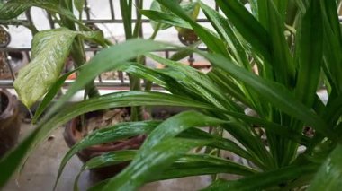 Yeşil desenli yapraklar püskürtüyor. Metal bir çitin önüne, açık bir bahçede bitki yetiştirin..