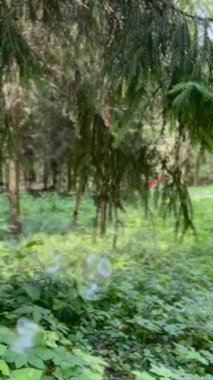 Güneşli bir yaz gününde, ormanın dinlenme yerinde sabun köpükleri rüzgârda savrulur. Yüksek kaliteli FullHD görüntüler