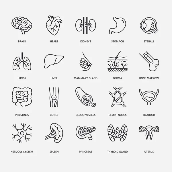 Organs Anatomy Flat Line Icons Set Human Bones Stomach Brain — Stock Vector