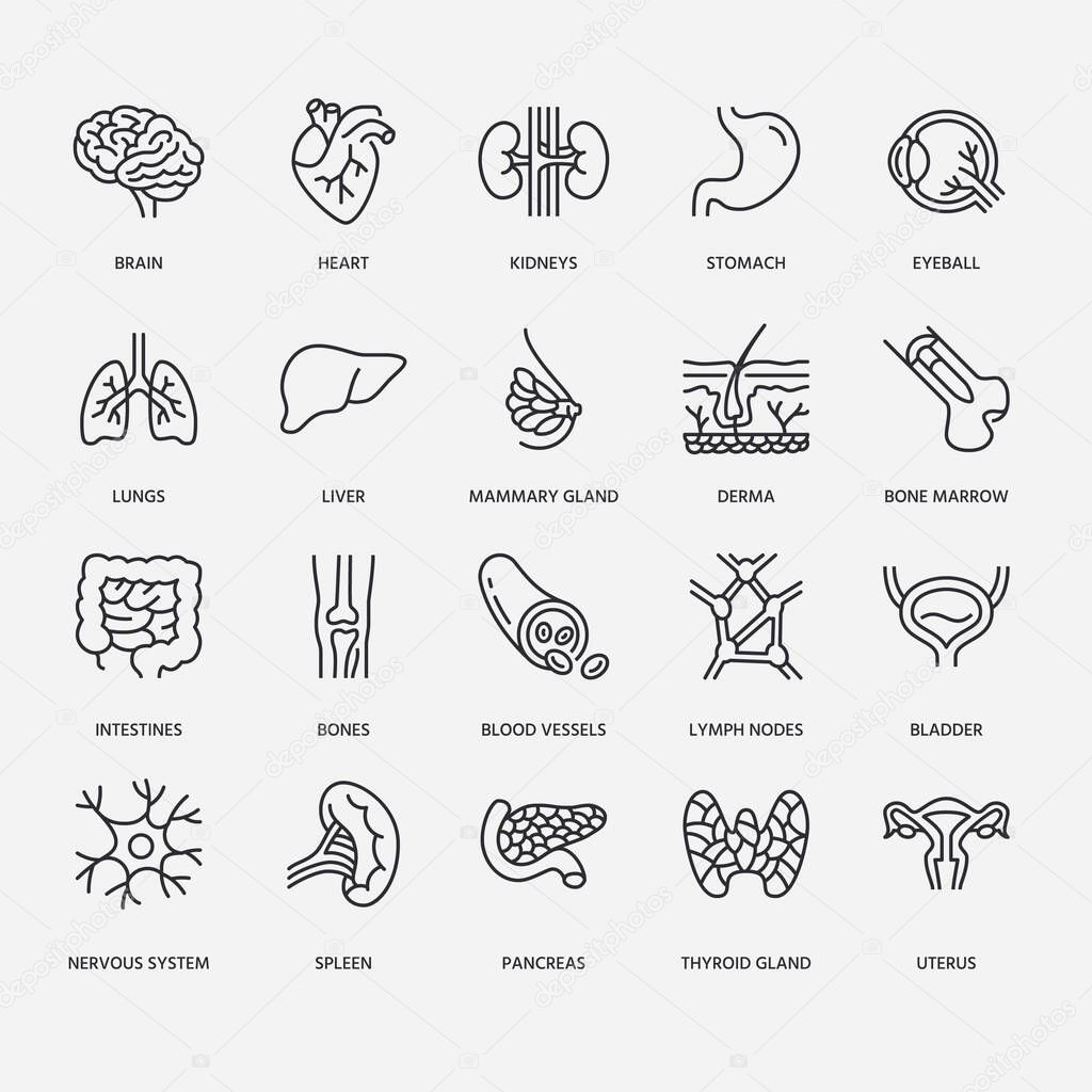 Organs, anatomy flat line icons set. Human bones, stomach, brain, heart, bladder, nervous system vector illustrations. Outline pictograms for medical clinic.