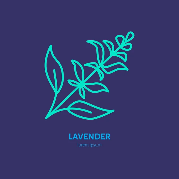 Icono Línea Vectorial Manojo Lavanda Signo Aceites Esenciales Hierbas Aroma — Vector de stock