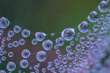 Örümcek ağındaki çiy damlaları.