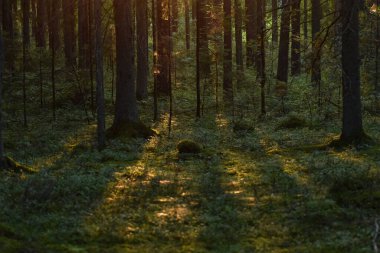 dark forest with sun shining through the trees