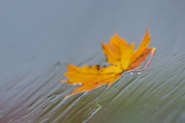 autumn leaf on a puddle. autumn leaves.