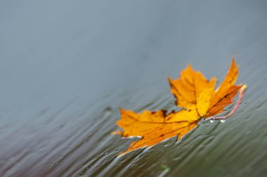 yellow maple leaf on wet glass