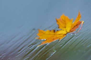 Sonbahar yaprakları, sonbahar bitkileri