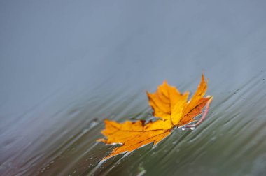 Sonbahar yaprakları bardakta