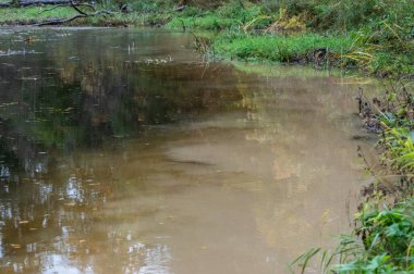 Sonbaharda ormanda küçük bir nehir..
