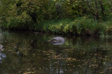 sonbahar ormanında yaban domuzu