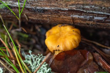 Ormandaki mantarın yakınına.