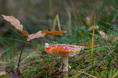 Ormanda mantar mantarı.