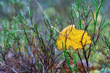 Yerde sarı bir yosun var.