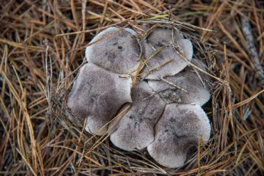 Yerdeki bir mantarı kapat.