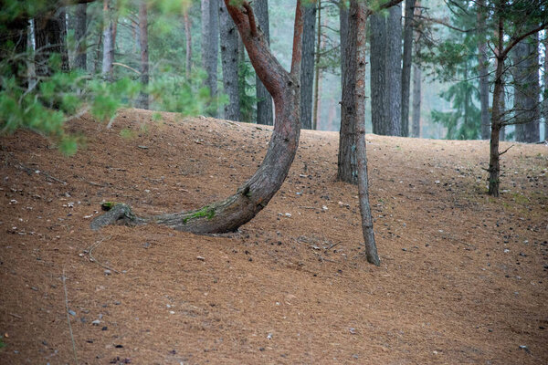 the texture of a tree.