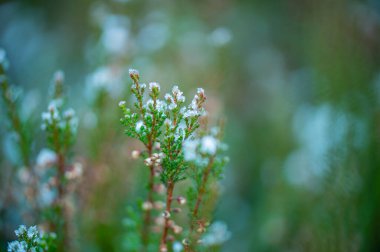 Bokeh efektli bulanık çiçek arkaplanı.