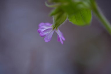 Bahçedeki güzel çiçekler