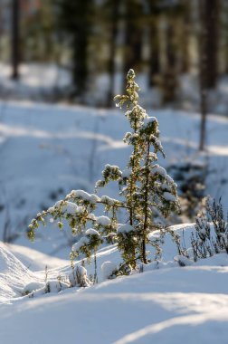 Beyaz tüylü karlı ladin dalları kış ormanlarında