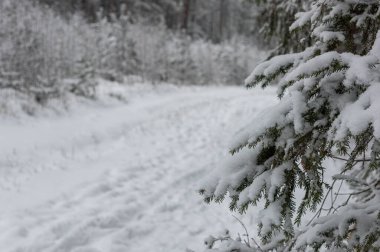 Karla kaplı bir orman yolu