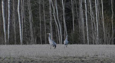 Ormandaki gri balıkçıl. Vahşi yaşam.