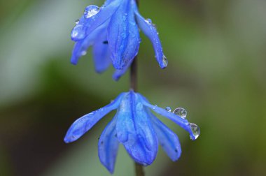 Bahçedeki güzel çiçekler