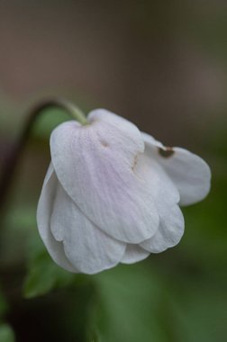 Bahçedeki beyaz çiçek