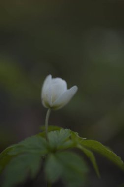 Bahçede beyaz çiçekler