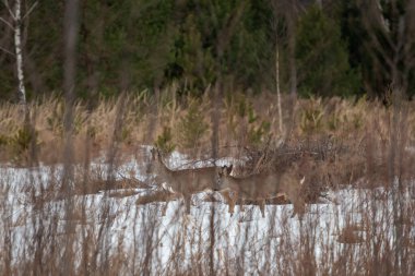 Ormandaki vahşi geyik