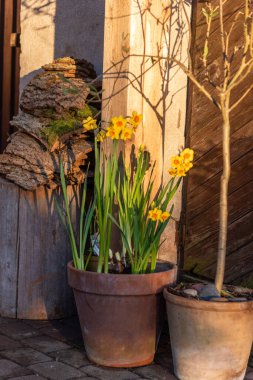 Tencerede güzel çiçekler olan büyük bir tencere.
