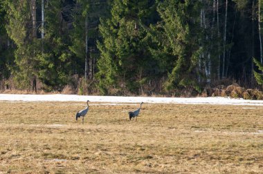 Ormanda vahşi turna sürüsü