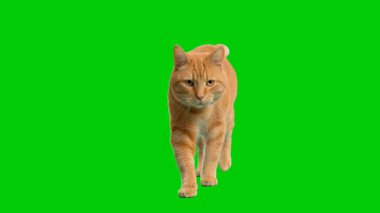 Krom anahtar yeşil ekranda kameraya doğru yürüyen gerçekçi bir kahverengi kedi. Evcil hayvan videoları, reklamlar ve görsel efektler için mükemmel..