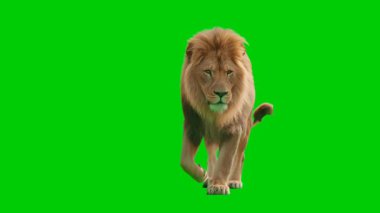 Görkemli bir Aslan Kral, parlak yeşil ekran arka planında kameraya doğru güvenle yürüyor. Video editörleri, film yapımcıları ve içerik yaratıcılarının vahşi yaşam belgesellerinde, film sahnelerinde, reklamlarında kullanmaları için mükemmel., 