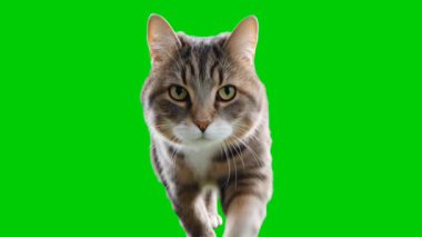 Gerçekçi HD görüntülerde kedi doğal olarak parlak yeşil krom anahtar arka planda kameraya doğru yürüyor. Profesyonel ışıklandırma ve kedi hareketleriyle yakalanmış, görsel efektler, kompozitasyon ve yaratıcı film projeleri için mükemmel..