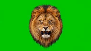 Yeşil krom arka planda kükreyen vahşi bir aslan. Vahşi yaşam temalı videolar, tanıtımlar ve profesyonel video düzenleme için ideal.