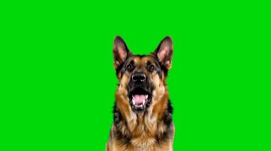 Parlak yeşil ekranlı gerçekçi Alman çoban köpeği, evcil hayvan videoları, komik düzenlemeler, mim 'ler, reklamlar, reaksiyonlar, çocuk içeriği ve yaratıcı video projeleri için ideal. Temiz krom anahtar yeşil ekran arka planı kaldırmayı kolaylaştırıyor.