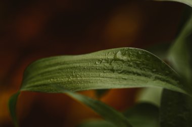 bambu bitki yakın çekim karanlık bir arka plan üzerinde bırakır.