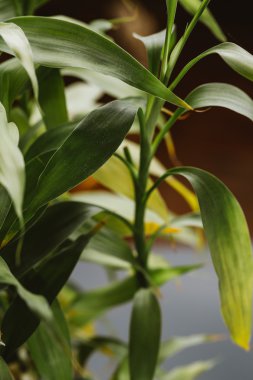 bambu bitki yakın çekim karanlık bir arka plan üzerinde bırakır.