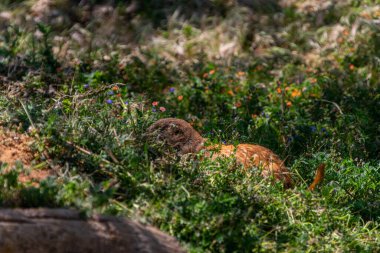 Köstebek Dünya 'da Yeşil Çayır' da oturuyor Doğal Yaşam Alanında Şirin Kemirgen, Çevrede Vahşi Yaşam Hayvanı, Meraklı Memeliler
