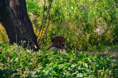Vahşi Jaguar Yoğun Yeşillikte Kamuflaj Yaptı Doğal Yaşam Alanında Büyük Kedi Görüldü, Vahşi Yaşamı Koruma, Ormandaki Gizemli Yırtıcı